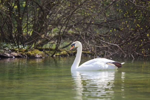 Белый лебедь плывет с озером, украшает природу — стоковое фото