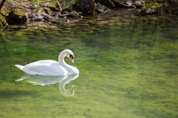 O cisne branco navega com o lago, adorna a natureza — Fotografia de Stock