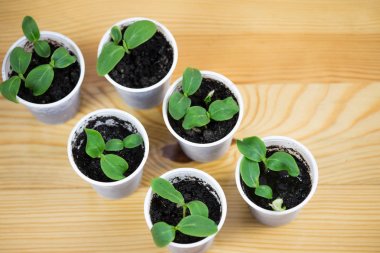 Bahar bitki Kreş Fidan, serpilir sebze ve okuma