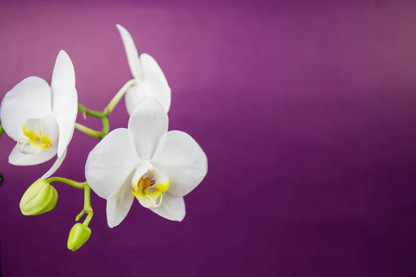 White Orchid Purple Background Place Text Floral Pattern — Stock Photo, Image