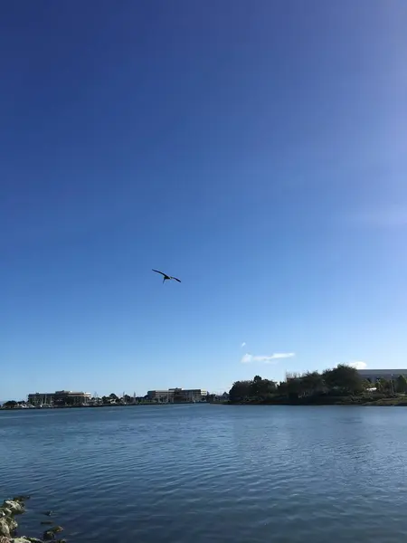 青い空、青い水、飛ぶ鳥 — ストック写真