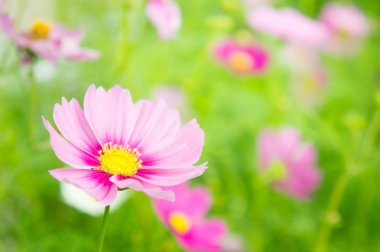 bahçede, parkta, kozmos çiçekleri Pembe çiçek çiçek