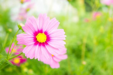 bahçesinde bulunan sunli park, pembe flowrs evren flowrs