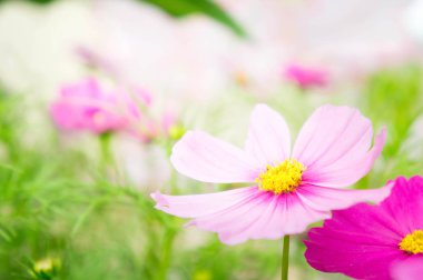 pembe cosmos çiçekler güneş ışığı uyandığımız parkta