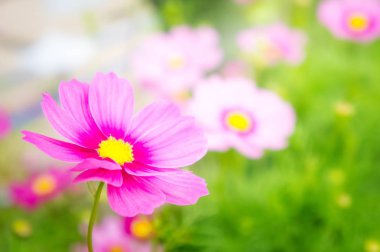 pembe cosmos çiçekler güneş ışığı uyandığımız parkta