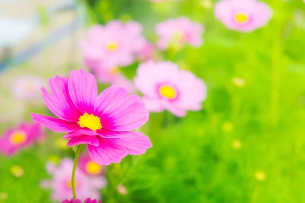 Kosmos flowrs in het park, roze flowrs in de tuin met sunli — Stockfoto