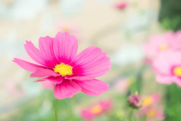 Cosmos flowrs in the park , pink flowrs in the garden with sunli — Stock Photo, Image