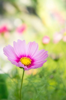 pembe cosmos çiçekler güneş ışığı uyandığımız parkta