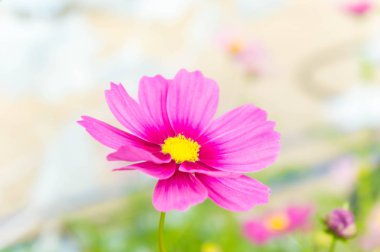 pembe cosmos çiçekler güneş ışığı uyandığımız parkta