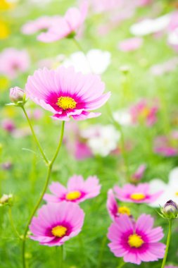 pembe cosmos çiçekler güneş ışığı uyandığımız parkta