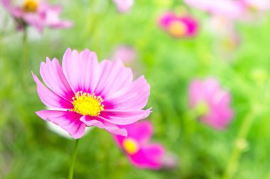 Cosmos çiçek güzel Pembe Çiçek Bahçe, renkli bir gün parkta,