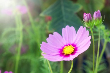 Cosmos çiçek güzel pembe çiçek gard içinde parkta,
