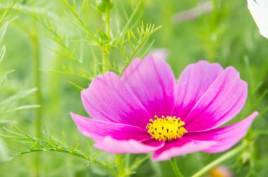 Cosmos çiçeklenir park, Bahçe, güzel taze günü çiçek güzel pembe çiçekler