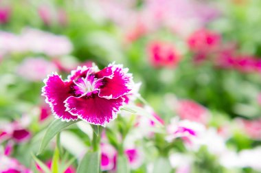 Cosmos çiçekler bahçede güzel pembe çiçek parkta,