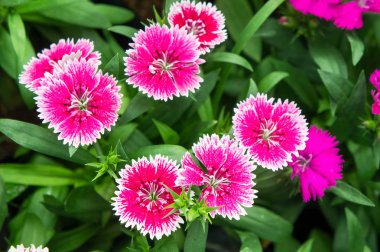 Karanfil çiçek bahçede rengârenk çiçeklerle parkta, 