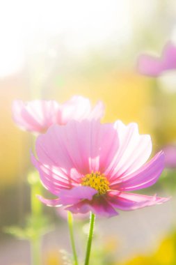 Cosmos çiçek güzel pembe çiçek gard içinde parkta,
