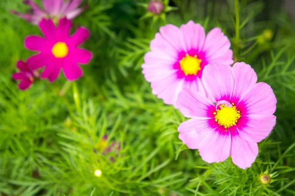 Rosafarbene Kosmos Blumen Park Mit Sonnenlicht — Stockfoto