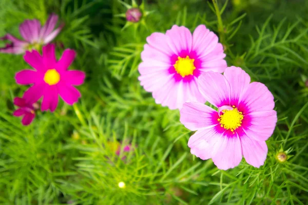 Rosafarbene Kosmos Blumen Park Mit Sonnenlicht — Stockfoto