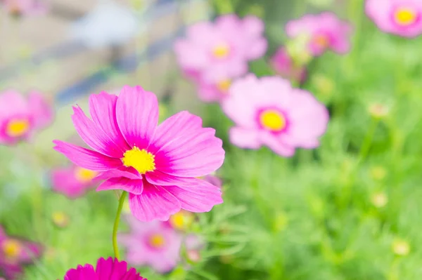 Kosmos bloemen in het park, mooie roze bloemen in de tuin — Stockfoto