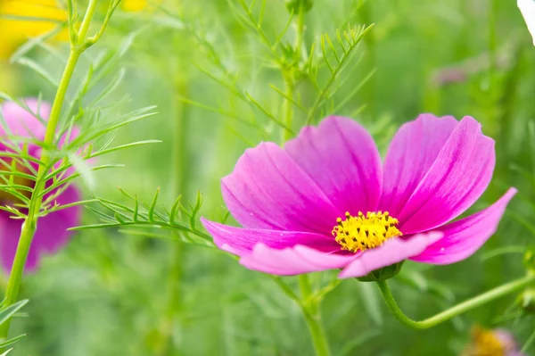 코스모스 꽃 공원, 정원에서 아름 다운 핑크 꽃 — 스톡 사진