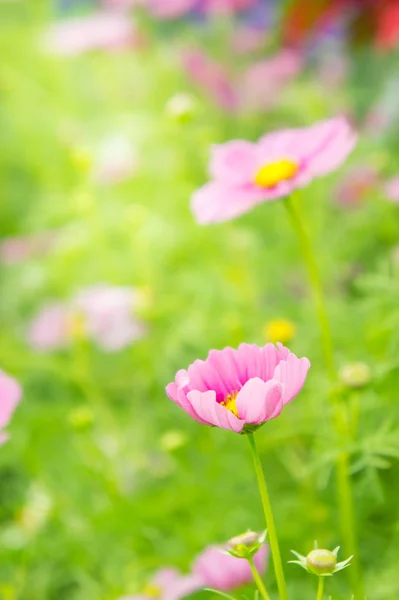 在公园里，美丽的波斯菊花海粉色的花朵在院子 — 图库照片