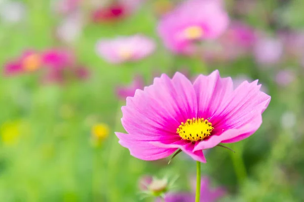 在公园里，美丽的波斯菊花海粉色的花朵在院子 — 图库照片
