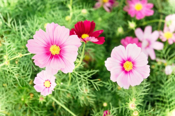 Kosmos Blumen im Park, schöne rosa Blumen in der Garde — Stockfoto