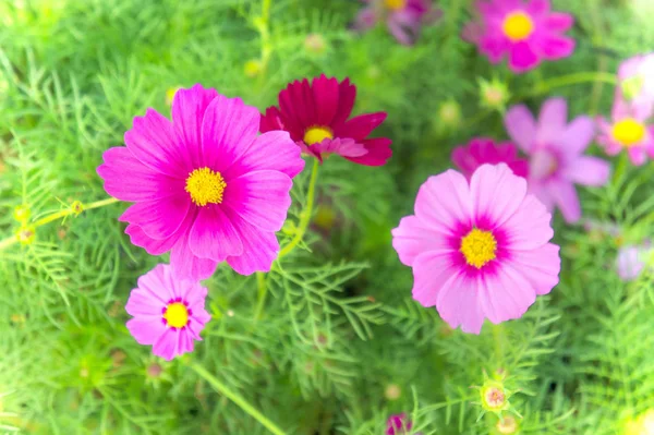Cosmos flowers in the park , Beautiful pink flowers  in the gard — Stock Photo, Image