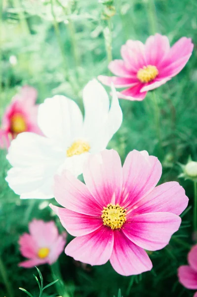 Цветы космоса в парке, красивые розовые цветы в саду — стоковое фото