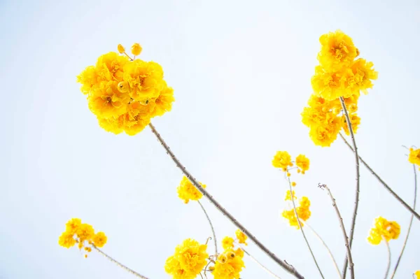 Yellow cotton flowers, Silk Cotton flowers, Tree beautiful in sky