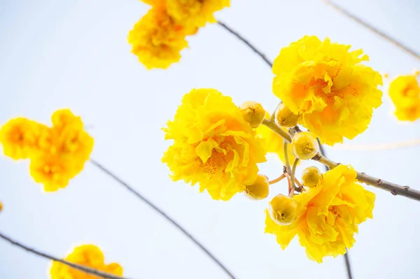 Yellow cotton flowers, Silk Cotton flowers yellow flower in blue
