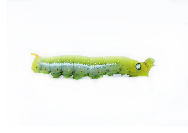 O verme verde no fundo branco, As lagartas verdes, Cate — Fotografia de Stock