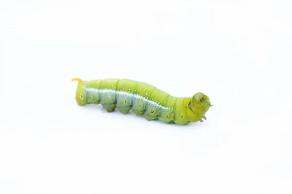 Il verme verde su sfondo bianco, I bruchi verdi, Cate — Foto Stock
