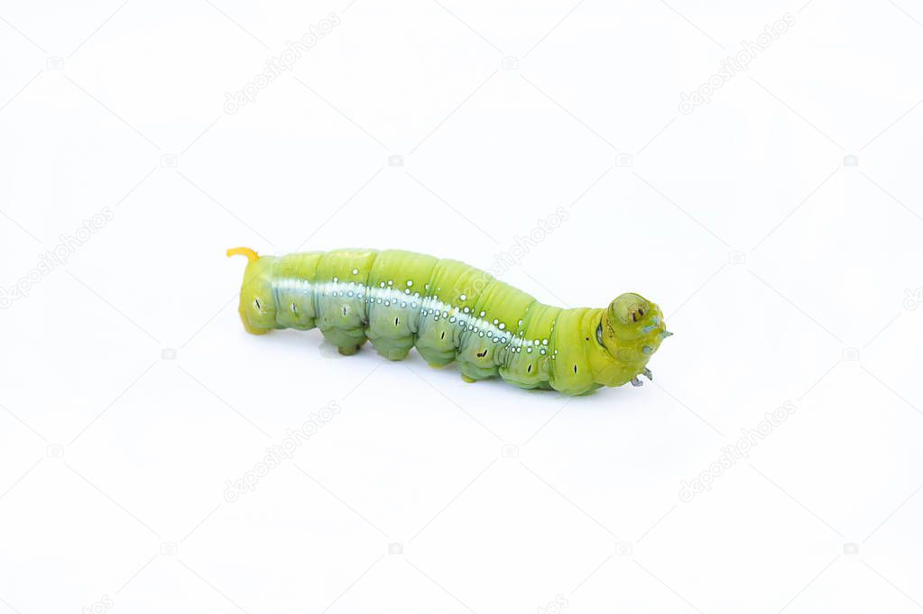 The green worm on white background ,The green caterpillars, Cate