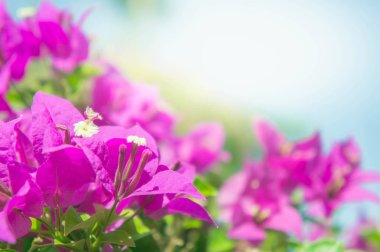  Bougainvillea çiçek, pembe çiçekler Park