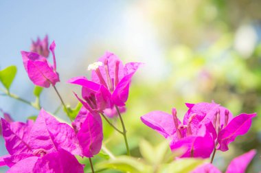  Bougainvillea çiçek, pembe çiçekler Park