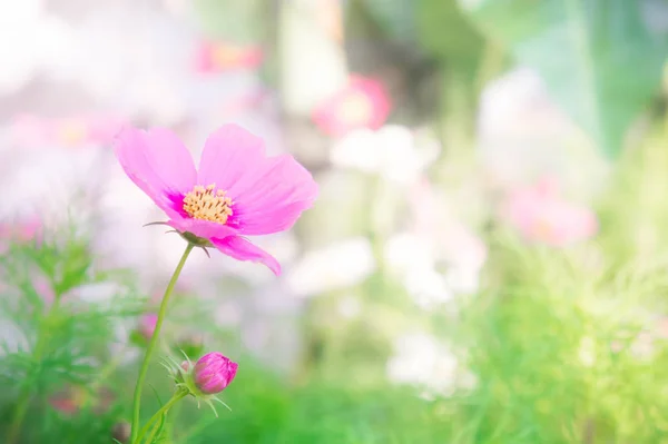 Pink flowers in the park , cosmos flowers in the garden with sun — Stock Photo, Image