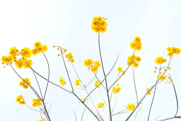 Gelbe Baumwollblumen, seidene Baumwollblumen, Baum schön in sk — Stockfoto