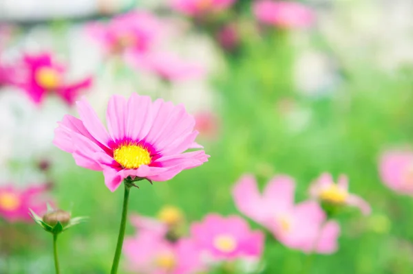 粉色的花 在公园里 阳光柔和的复古风格花园里的波斯菊花海 — 图库照片