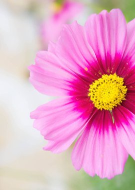 Cosmos çiçek park, güzel çiçekler yakın çekim ve hal