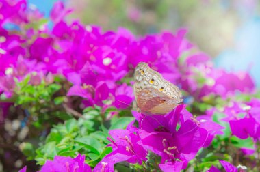 Kelebek ve çiçek, Kelebek Bahçe bougainvillea çiçek