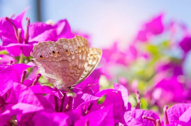Kelebek ve çiçek, Kelebek Bahçe Begonvil flowe