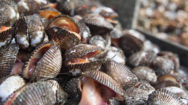 Cockle veya tarak deniz ürünleri nerede insanlar bir yemek. T pişmiş olması gerekir
