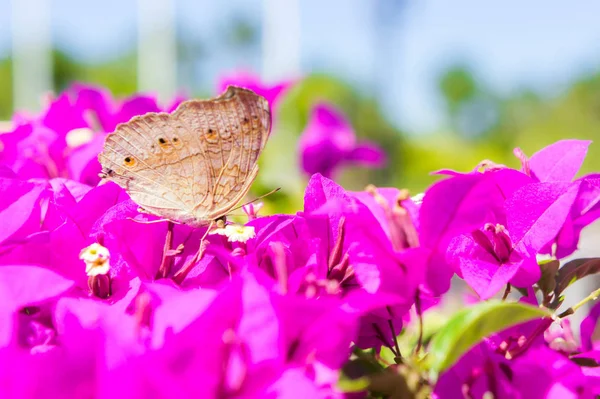 The butterfly and flowers , Butterfly garden bougainvillea flower