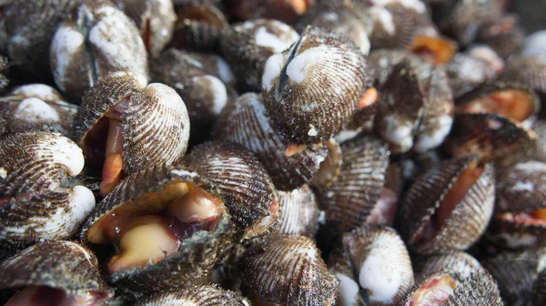 Kokkel of mantel zeevruchten waar mensen eet. Moet worden gekookt t — Stockfoto