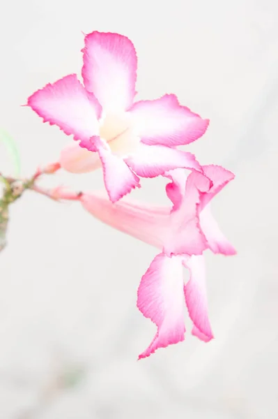 Virág Elvont Stílusa Lágy Háttérrel — Stock Fotó