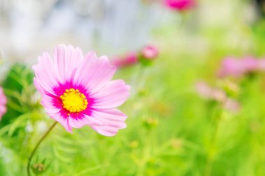 Pembe çiçekler bahçede renkli Pastel çiçek parkta,