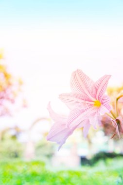 soyut çiçek arka plan, çiçek sabah taze renk