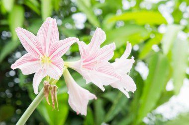 soyut çiçek arka plan, çiçek sabah taze renk