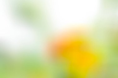 çiçek Lantana, yaban adaçayı, altın, Lantana camara kumaştan